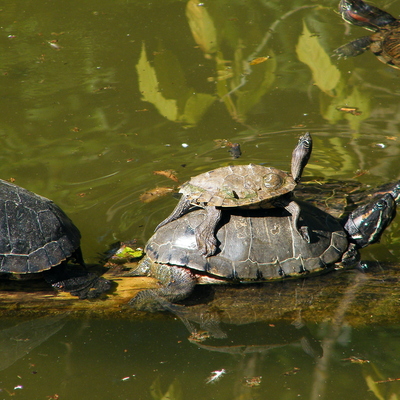 Turtle on turtle