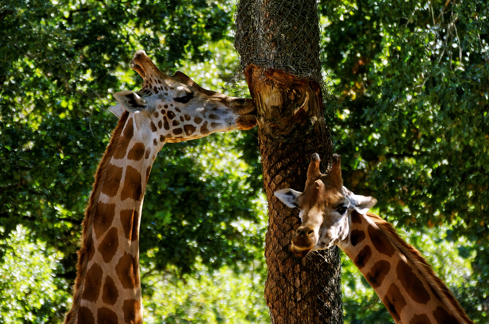 Girafe de Rothschild - DSC_0425_DxO-2.jpg