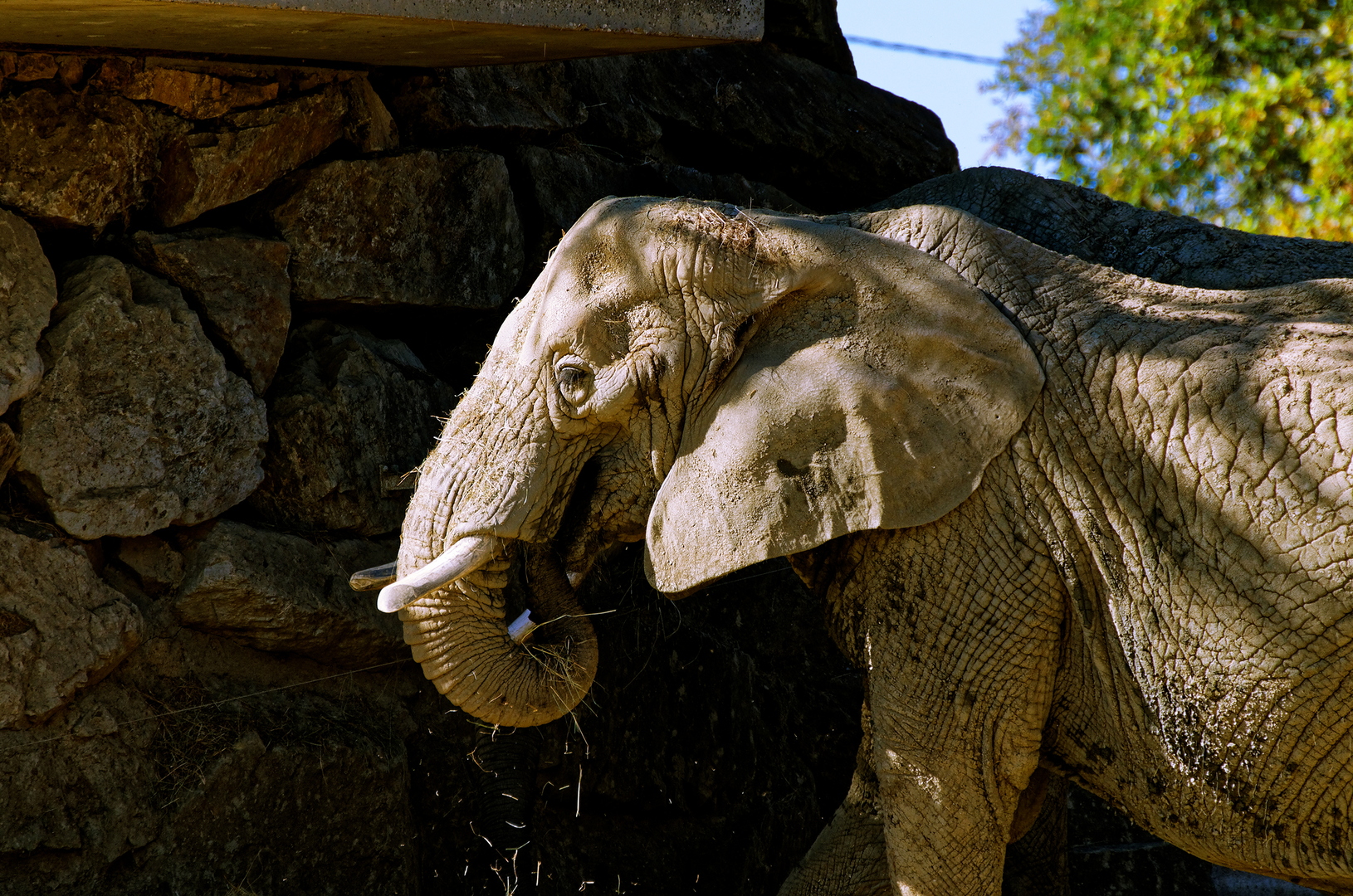Éléphant d'Afrique - DSC_0007_DxO.jpg