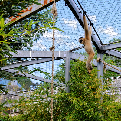 Gibbon à favoris blancs du Nord