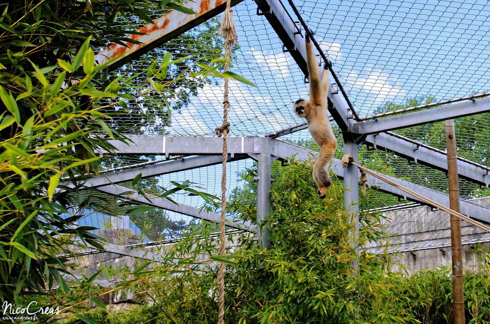 Gibbon à favoris blancs du Nord - ESC_0021_DxO.jpg