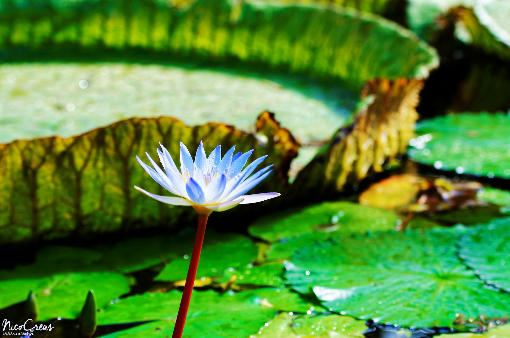 Nymphaea lotus - DSC_3847_DxO copie.jpg