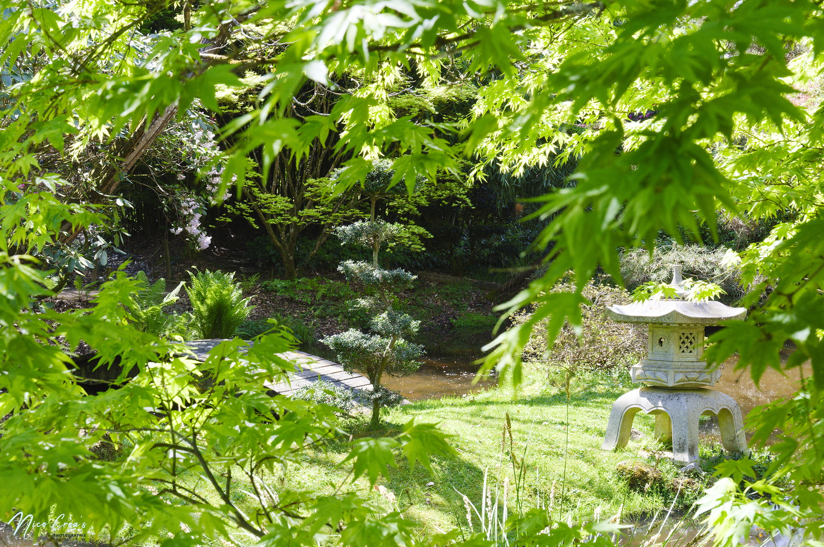 Parc botanique de haute Bretagne - Jardin du soleil levant - _DSC9148_DxO copie.jpg