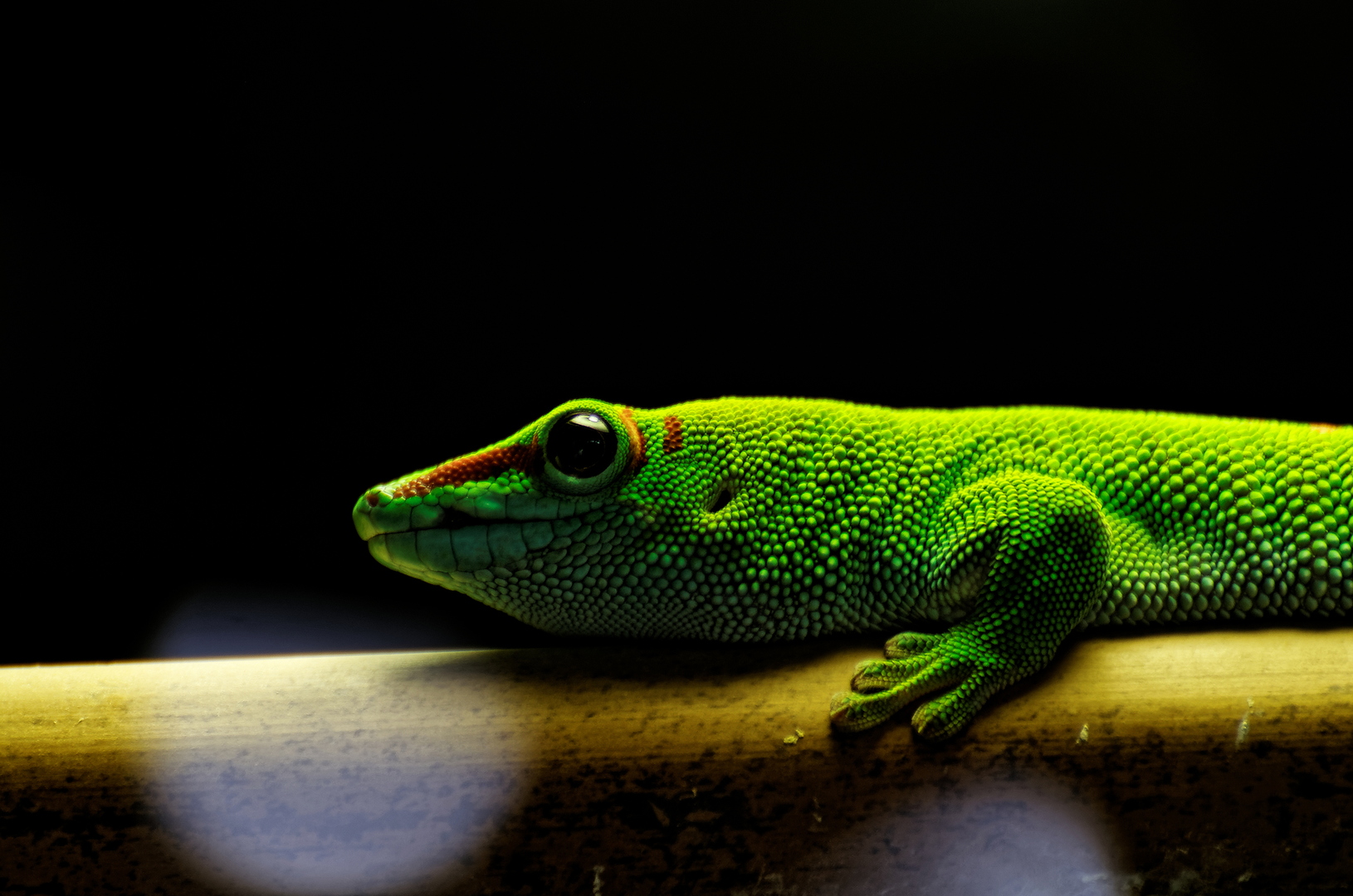 Gecko géant de Madagascar - DSC_0053_DxO-3.jpg