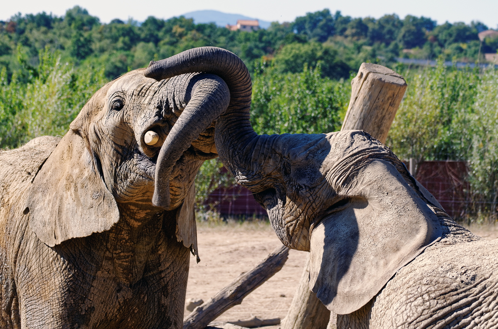 Éléphants d'Afrique - DSC_0188_DxO.jpg