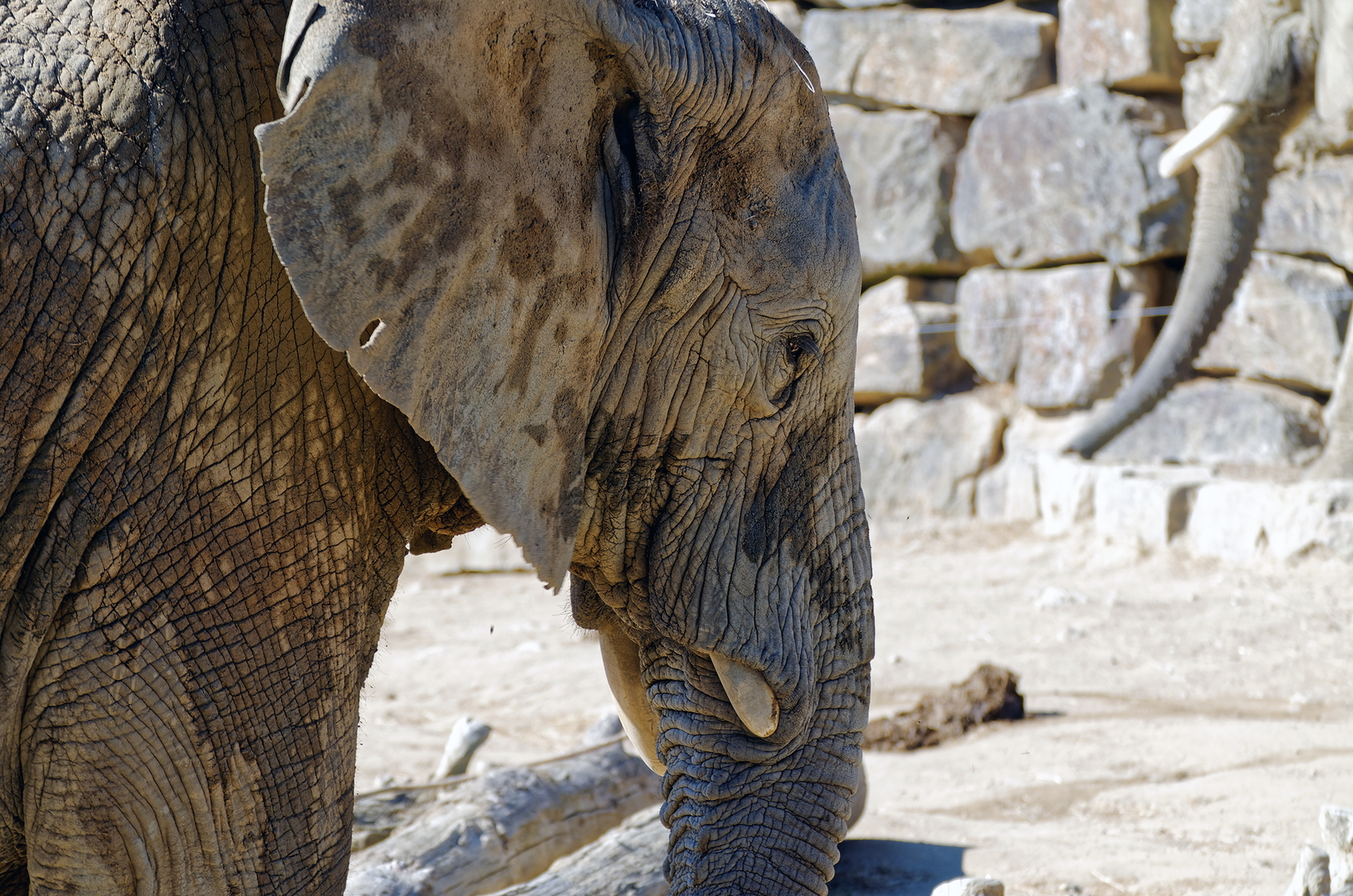 Éléphant d'Afrique - DSC_0204_DxO.jpg
