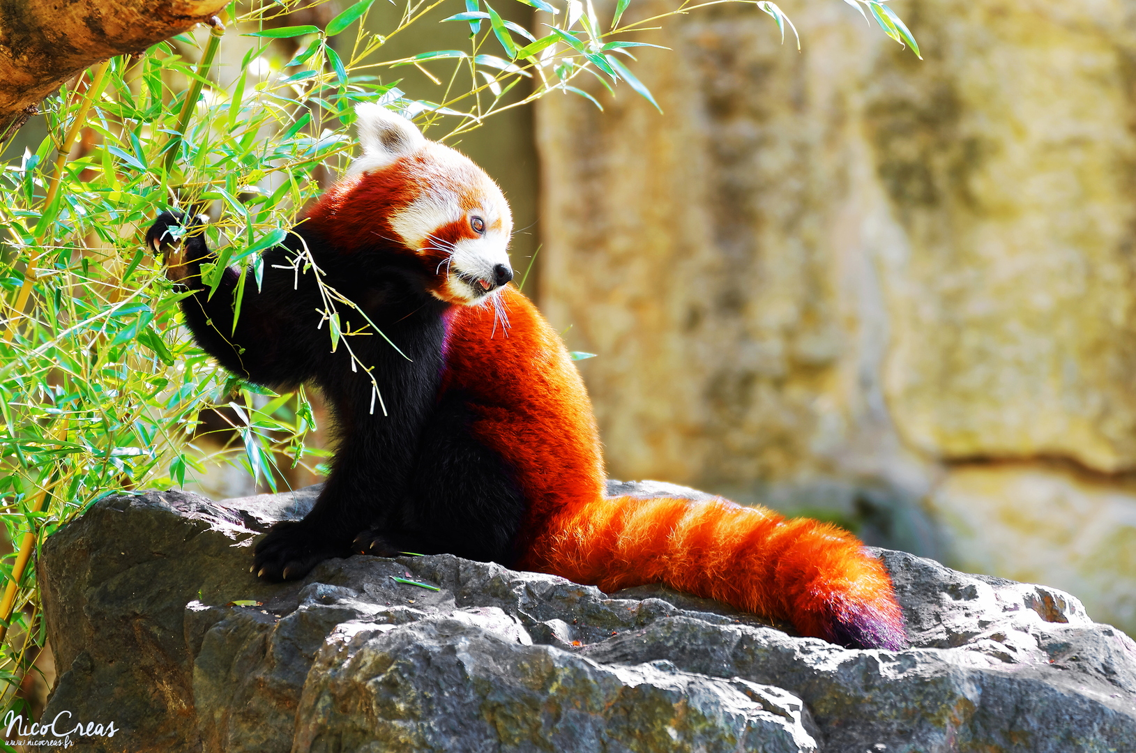 Panda roux - DSC_3486_DxO copie.jpg
