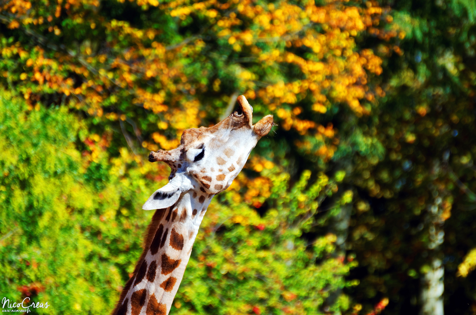Girafe - DSC_5844_DxO copie.jpg