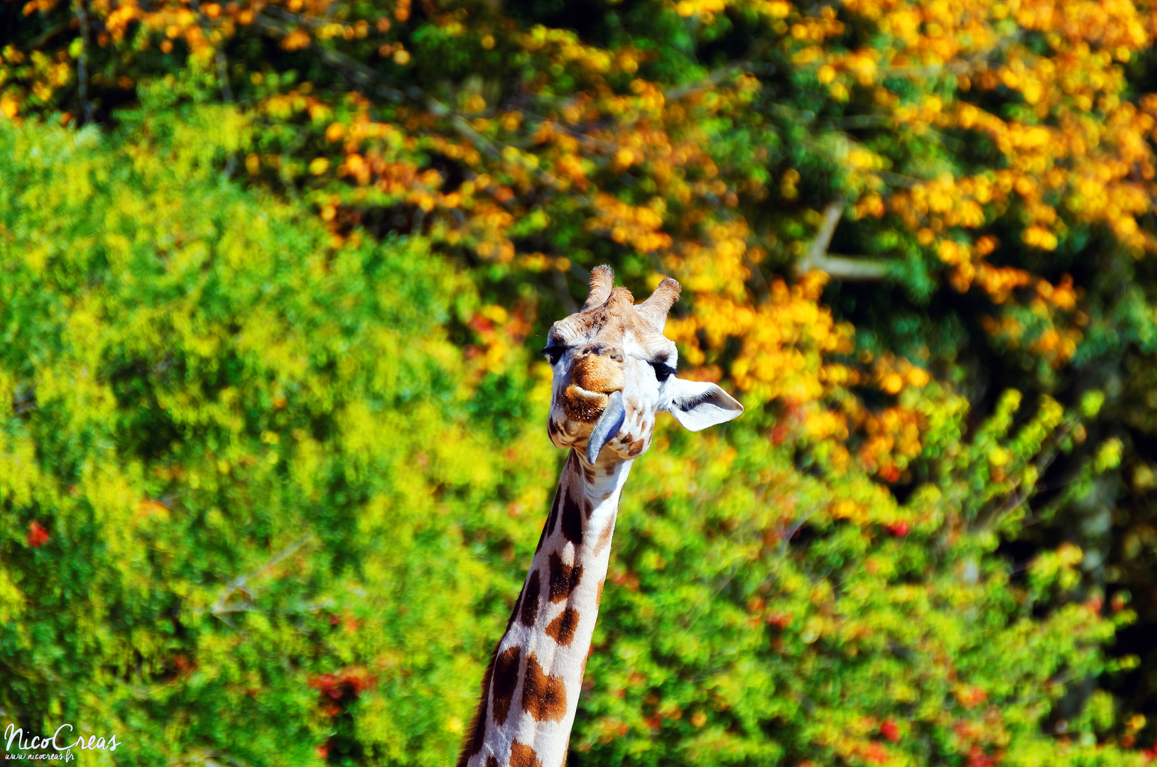 Girafe - DSC_5849_DxO copie.jpg