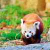 Panda roux