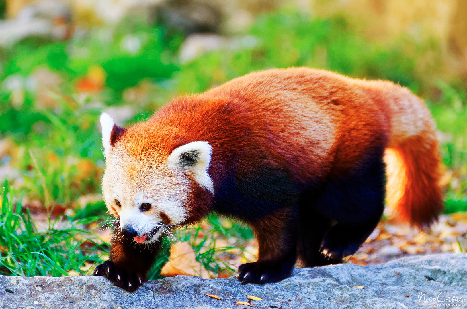Panda roux - DSC_9774_DxO (2) copie.jpg