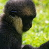 Gibbon à favoris blanc du Nord