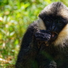 Gibbon à favoris blanc du Nord