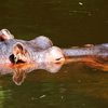 Hippopotame Amphibie