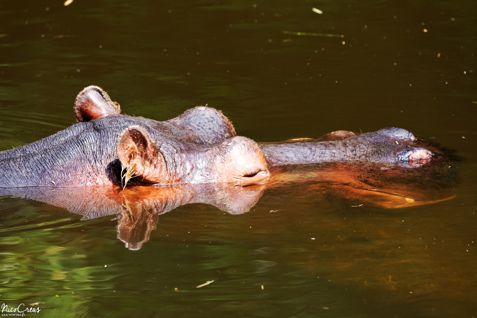 Hippopotame Amphibie - _DSC0549_DxO copie.jpg