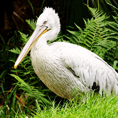 Pelican frisé