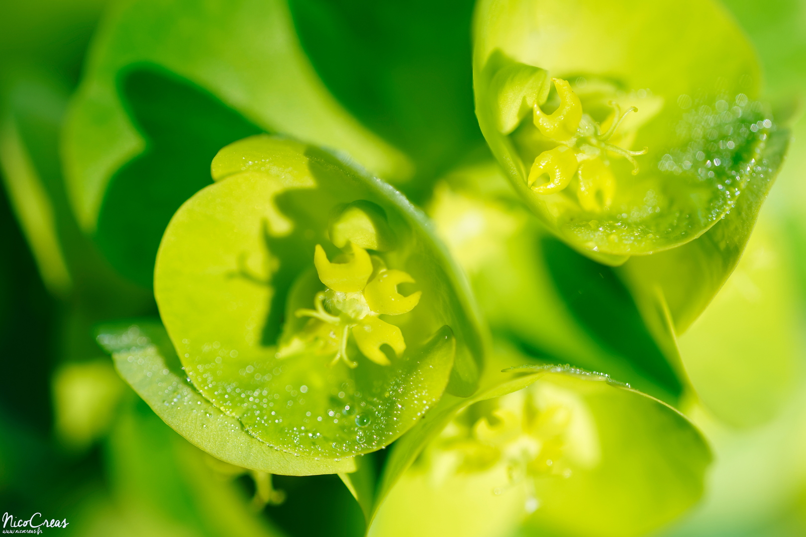 Euphorbia robbiae - _DSC7302_DxO copie.jpg