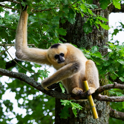 Gibbon à favoris blancs