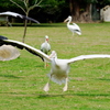 Pelican blanc