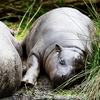 Hippopotame pygmée