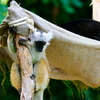 Lémurs macao