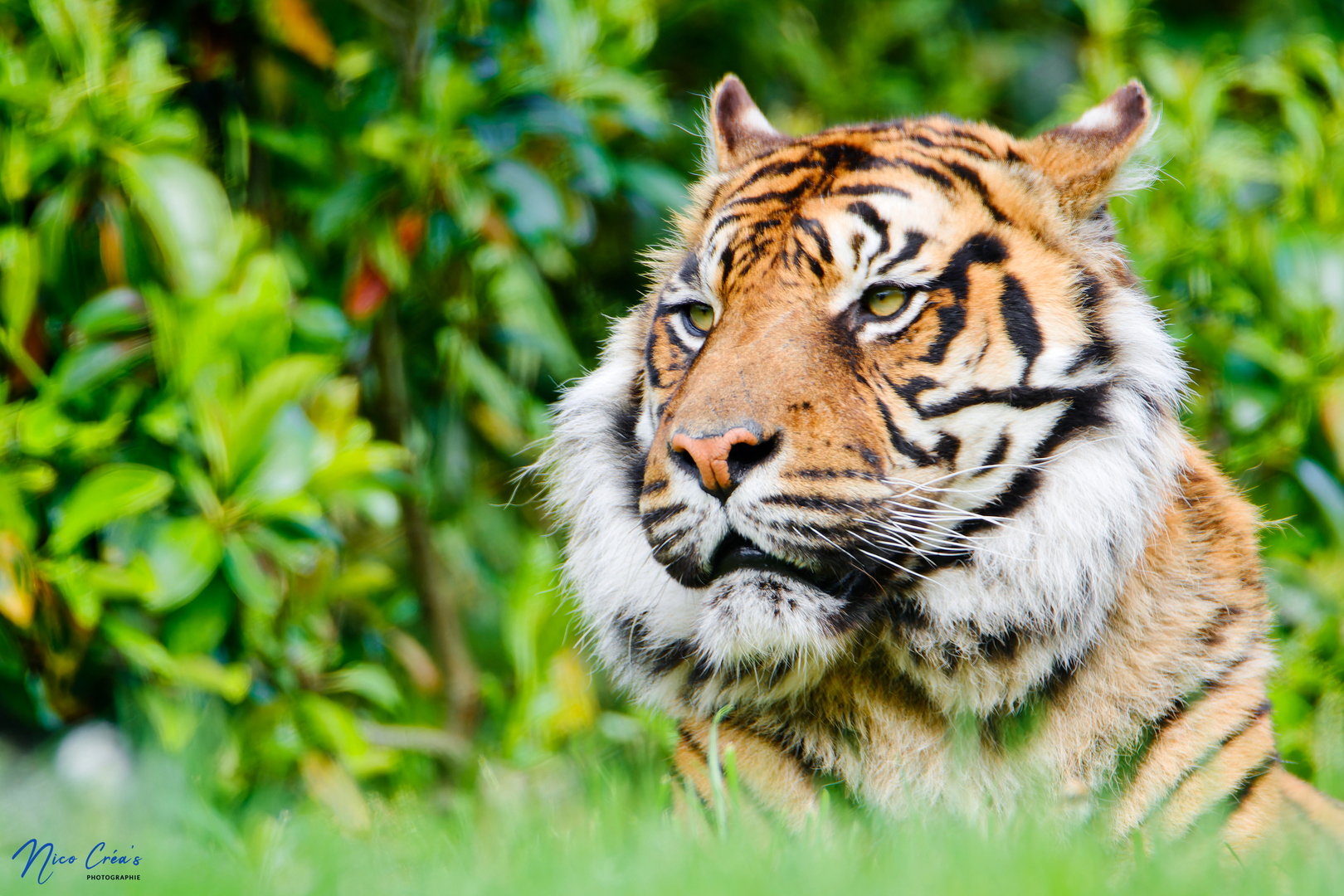 Tigre de Sumatra - _DSC9036_DxO-3 copie.jpg