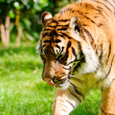 Tigre de Sumatra