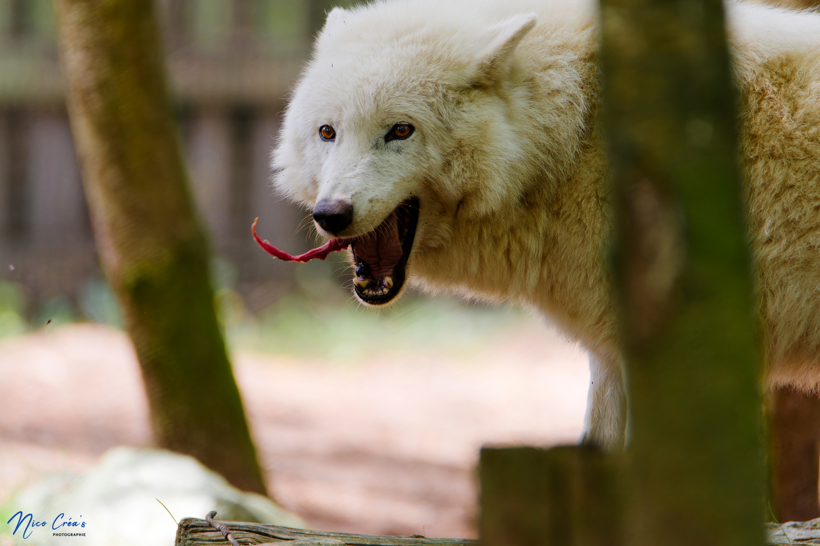 Loup blanc de l'Arctique - _DSC9708_DxO-1 copie.jpg