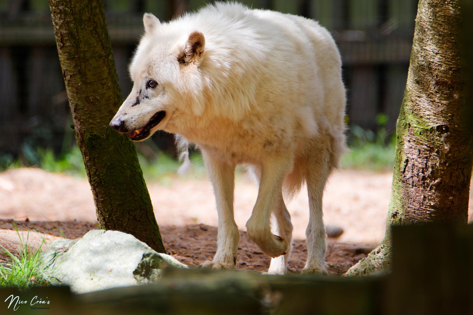 Loup blanc de l'Arctique - _DSC9766_DxO copie.jpg