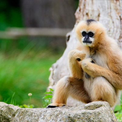 Gibbon à favoris blanc