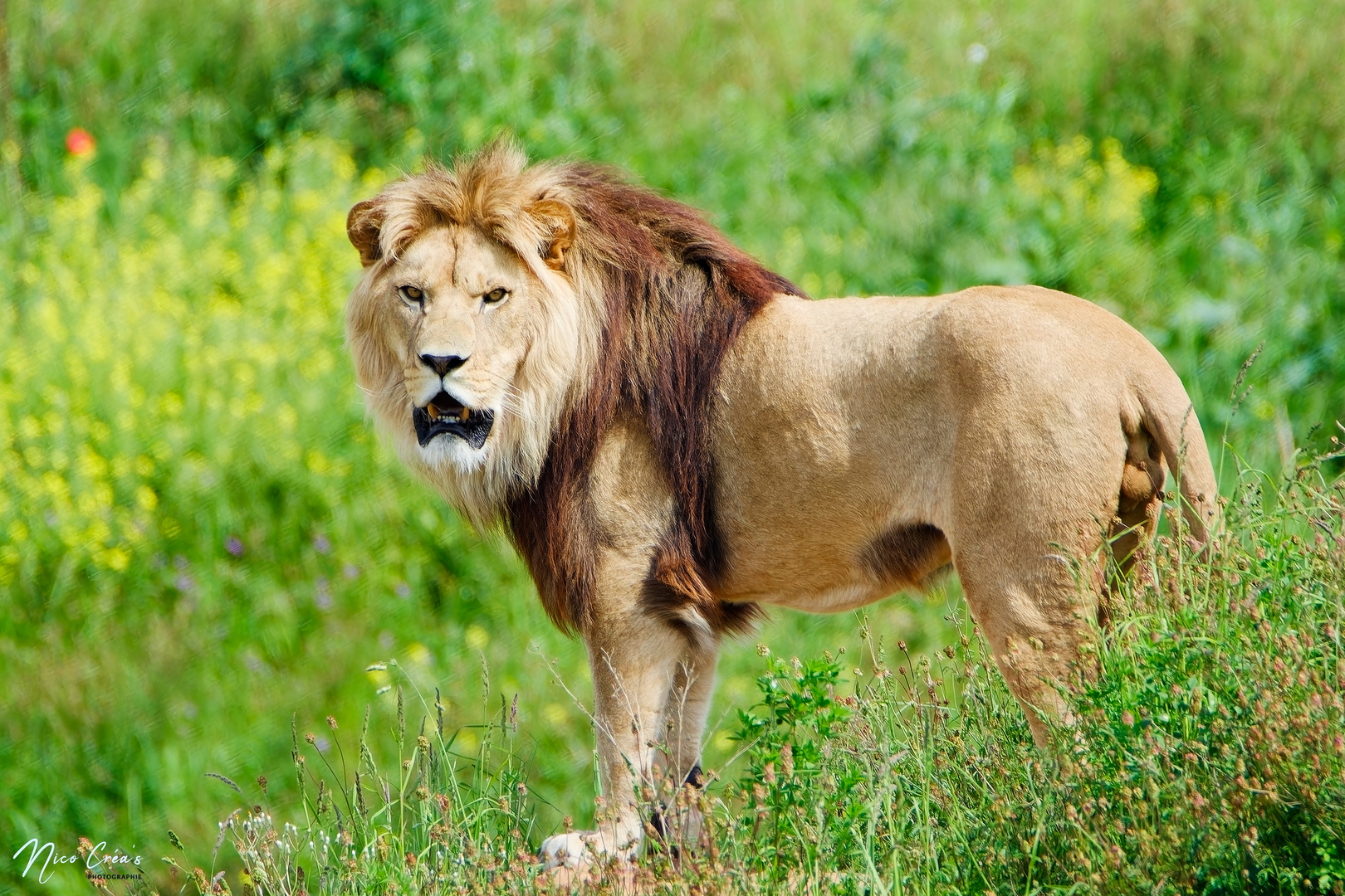 Lion d’Afrique - _DSC7387_DxO copie.jpg