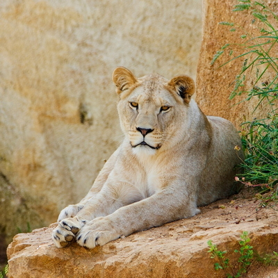 Lionne d’Afrique