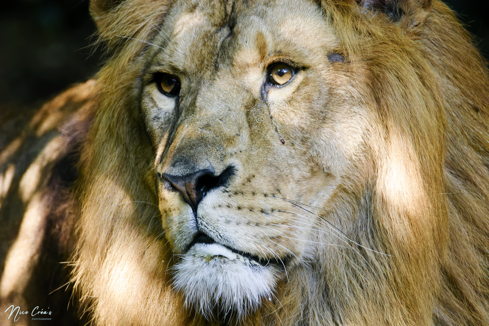 Lion d’Afrique - _DSC4418_DxO copie.jpg