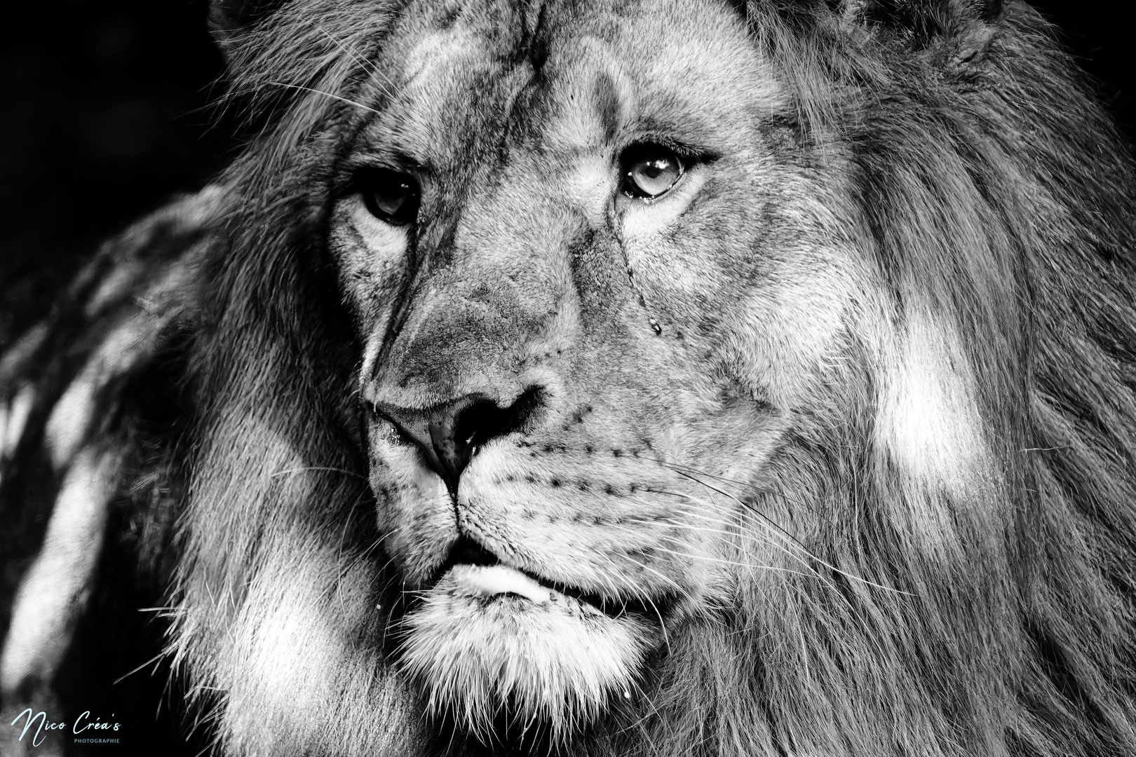 Lion d’Afrique - _DSC4418_DxO_1-1 copie.jpg