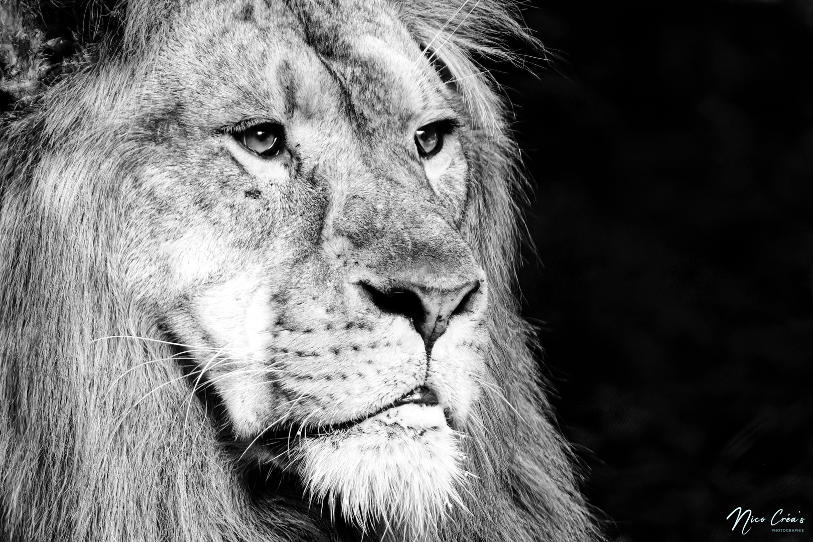 Lion d’Afrique - _DSC4435_DxO_1-1 copie.jpg