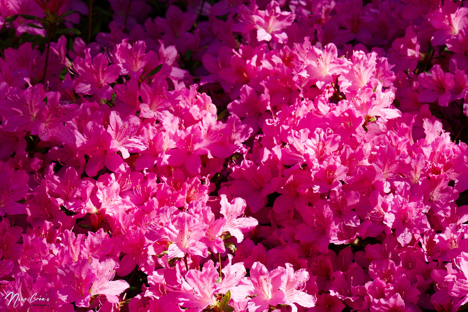 Rhododendron - _DSC8348_DxO copie.jpg